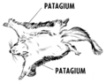 Patagium-flying squirrel-psf.png