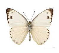 Museum specimen ♂ dorsal sides