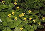 Plants in Mount Haku