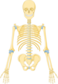 Skeleton