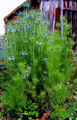 Nigella damascena