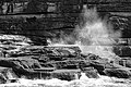 Sydney (AU), Coast, New Zealand sea lions -- 2019 -- 3489 (bw).jpg