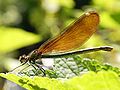 Calopteryx virgo (female)