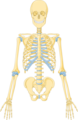 Skeleton