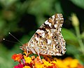 Image 101Painted Lady butterfly