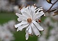 Flower (Low Depth of Field)