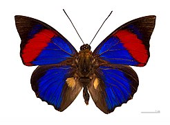 Museum specimen ♂ dorsal side