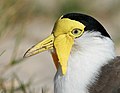 A portrait of the same bird.