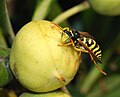 Image 99Male paper wasp