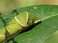 Caterpillar