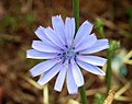 Image 36Blue flower of Chicorium intybus