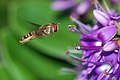 Image 65Hoverfly hovering