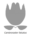 Cambroraster falcatus カンブロラスター・ファルカトゥス