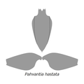 Pahvantia hastata パーヴァンティア・ハスタタ