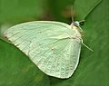 Catopsilia pomona 'pomona' male f. hilaria