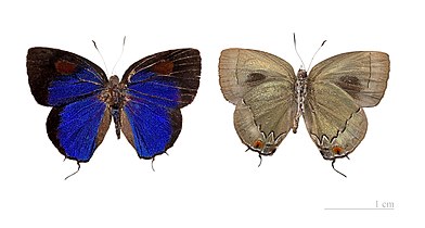 Museum specimen ♂ Both sides