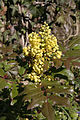 Mahonia aquifolium 01 - Blossoms