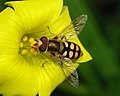 Image 111Hoverfly feeding on pollen