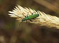 Image 33False blister beetle on a spike