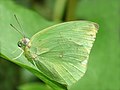 Catopsilia pomona 'pomona' male f. hilaria