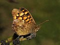 Image 46Speckled Wood butterfly