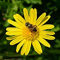 Image 4Hoverfly on flower