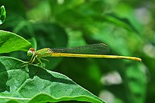 Ceriagrion coromandelianum male