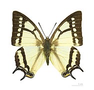 Museum specimen ♂ dorsal side