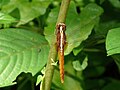 Juvenile male