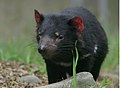 Tasmanian devil cropped.jpg