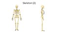 Skeleton