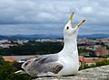 Image 30Seagull yelling