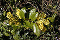 Mahonia aquifolium 04 - Blossoms