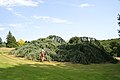 Cedrus libani var. atlantica 'Glauca Pendula'