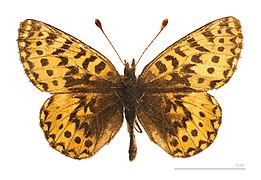 Museum specimen ♂ dorsal side