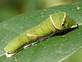 Caterpillar