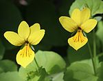 Flowers in Mount Haku