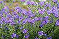 Image 39Flowers of Bugloss