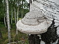   on the living birch (Betula)