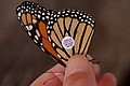 Closeup of a tagged butterfly