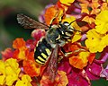 Image 2Anthidium bee