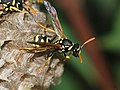 Image 28Paper wasp laying an egg