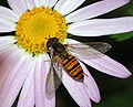 Image 76Hoverfly on flower