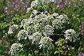 Angelica sylvestris, (Germany, Ith)