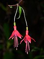 Image 20Pair of Fuschia flowers