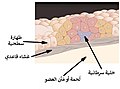 العربية