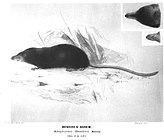 Marsh Shrew