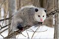 Opossum 1 cropped.JPG