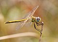 Image 10Female Red-veined darter dragonfly