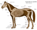 French: Schéma du squelette du cheval